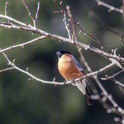 Eurasian bullfinch (Pyrrhula pyrrhula)