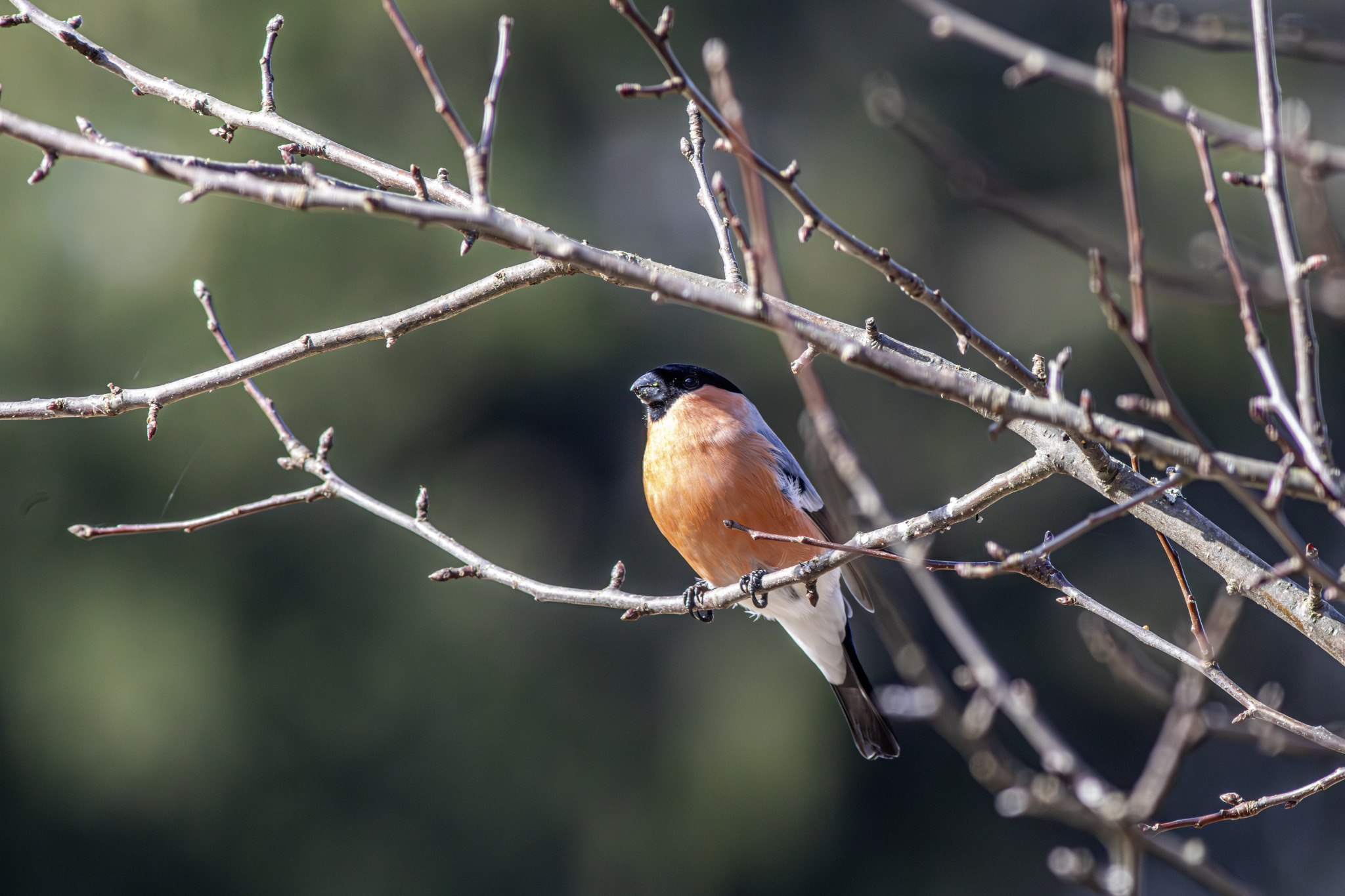 Eurasian bullfinch (Pyrrhula pyrrhula)