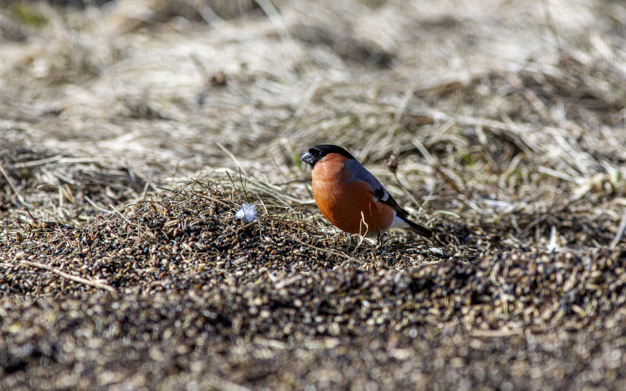 Eurasian bullfinch (Pyrrhula pyrrhula)