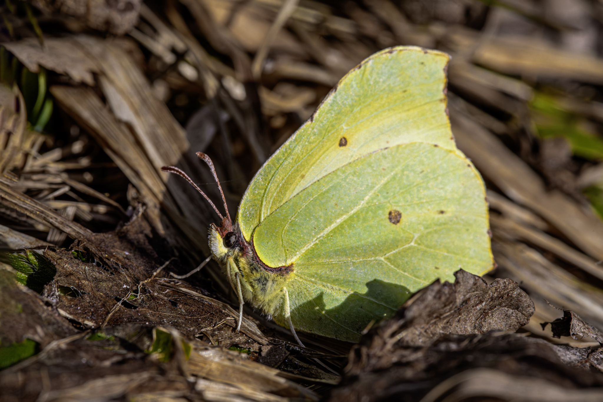 Common Brimstone (Gonepteryx rhamni)