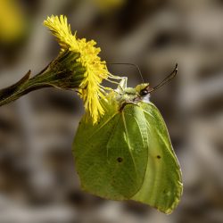 Common Brimstone (Gonepteryx rhamni)