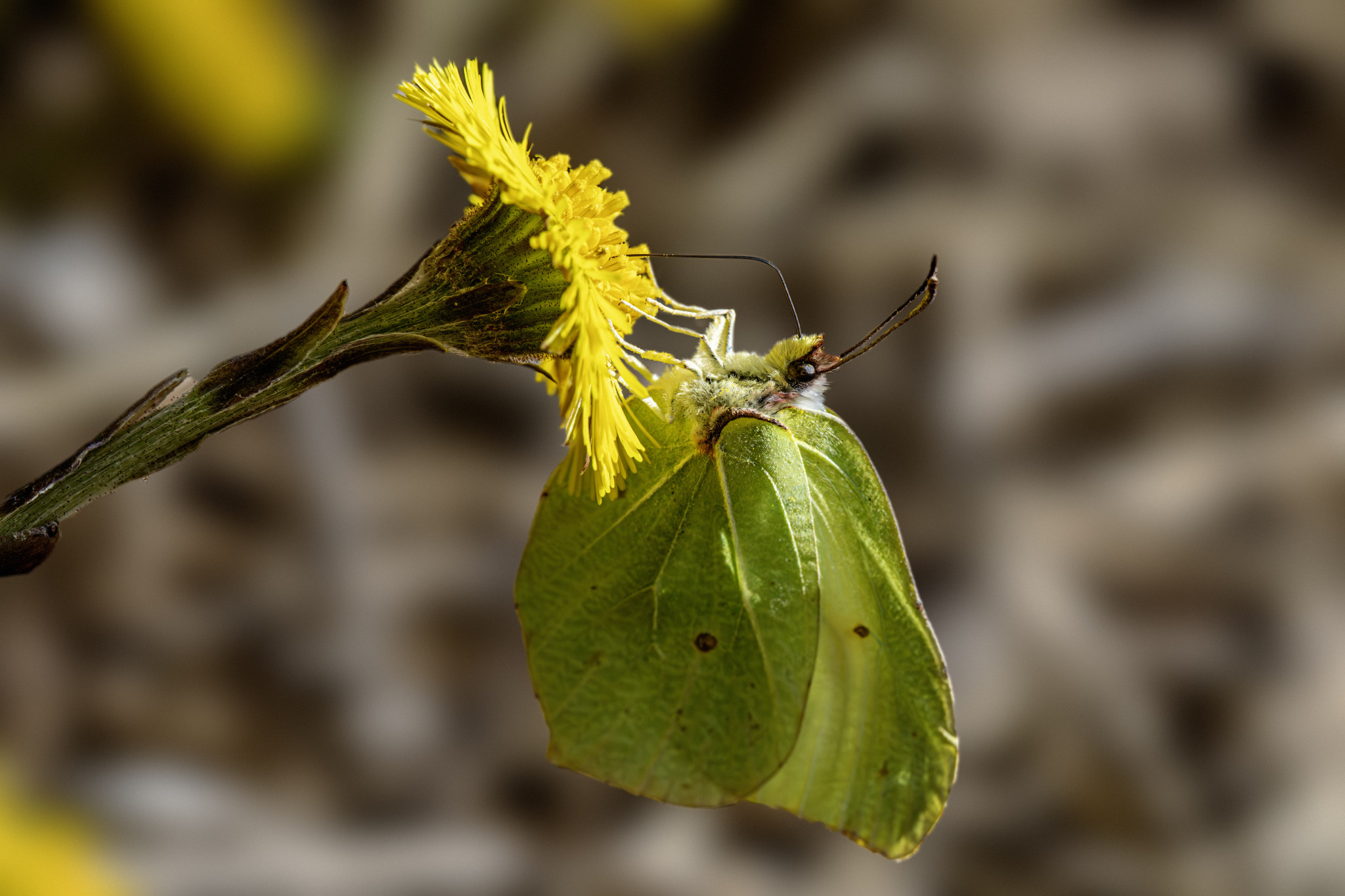 Common Brimstone (Gonepteryx rhamni)