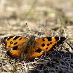 Scarce Tortoiseshell (Nymphalis xanthomelas)