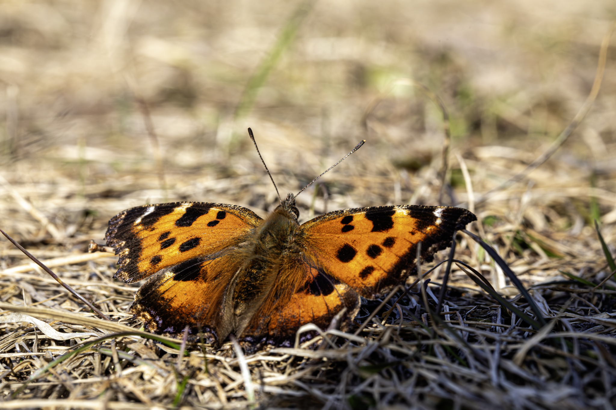 Scarce Tortoiseshell (Nymphalis xanthomelas)