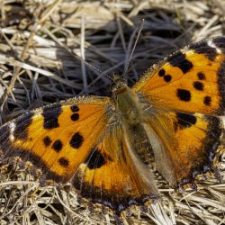 Scarce Tortoiseshell (Nymphalis xanthomelas)