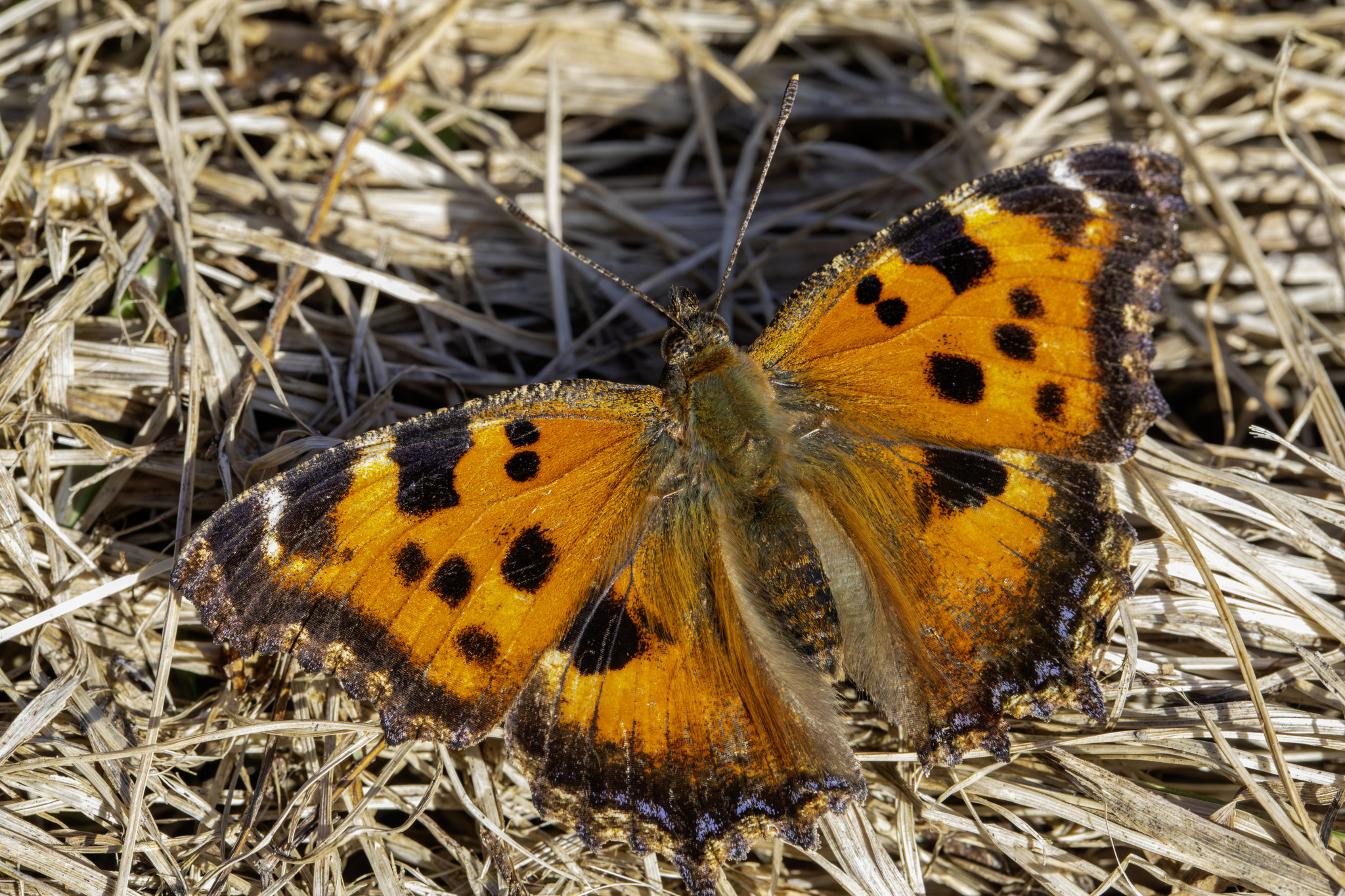 Scarce Tortoiseshell (Nymphalis xanthomelas)