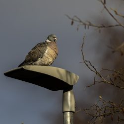 Common wood pigeon (Columba palumbus)