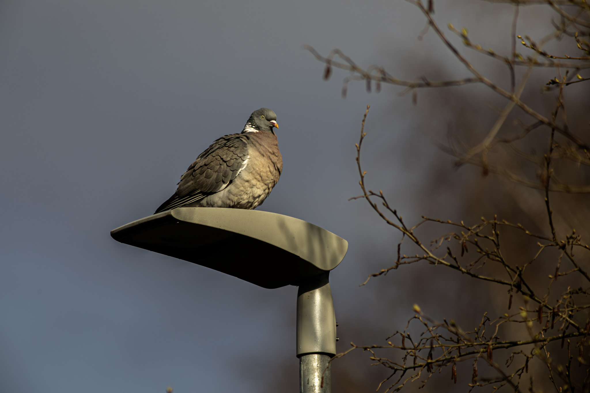 Common wood pigeon (Columba palumbus)