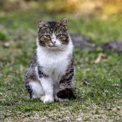 Estonian Street Cat