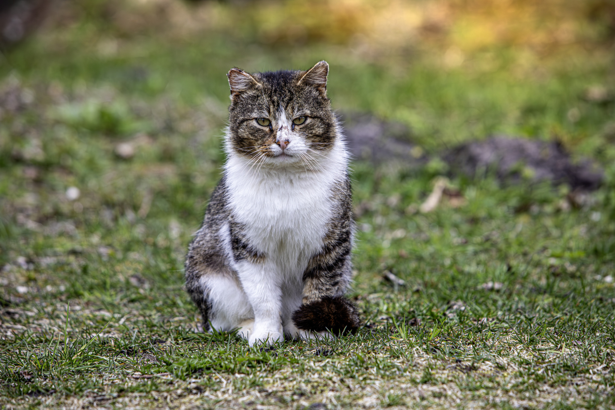 Estonian Street Cat