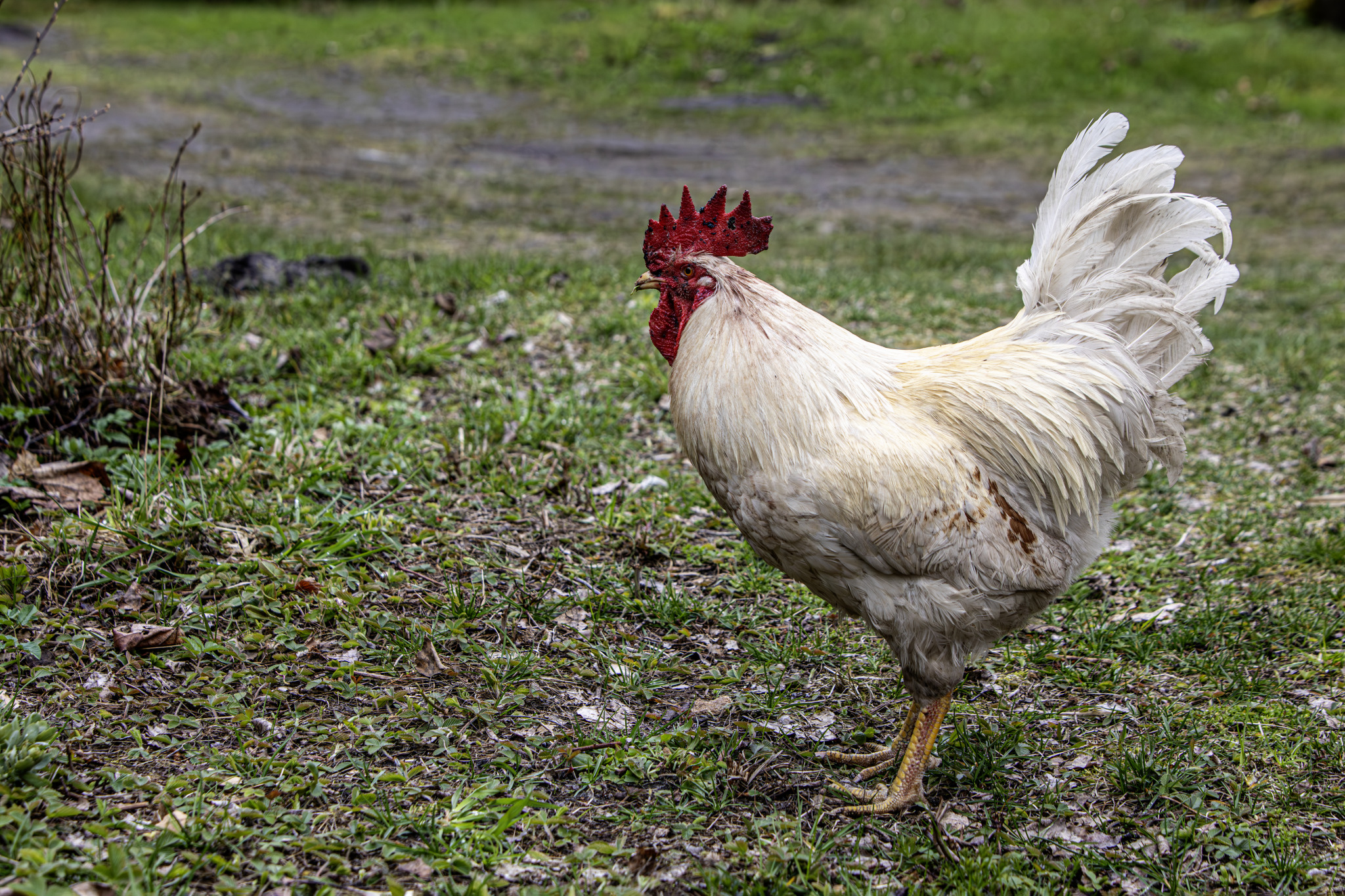 Chicken (Gallus gallus domesticus)