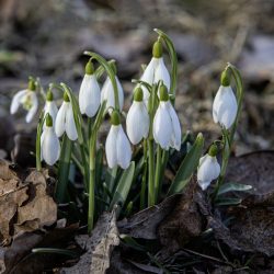 The snowdrop or common snowdrop (Galanthus nivalis)