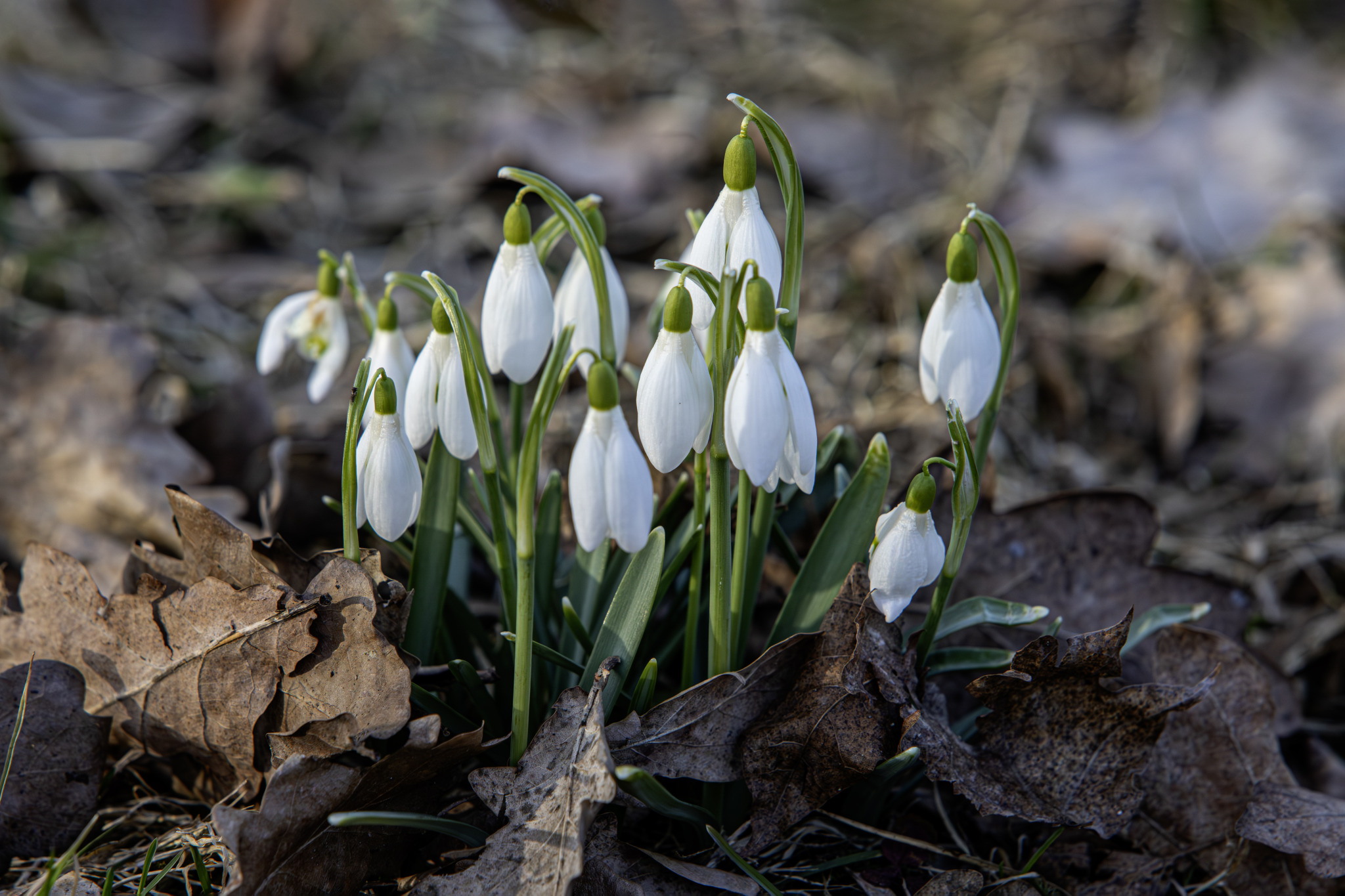 The snowdrop or common snowdrop (Galanthus nivalis)