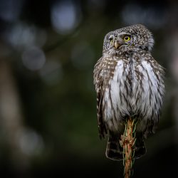 Eurasian pygmy owl (Glaucidium passerinum)