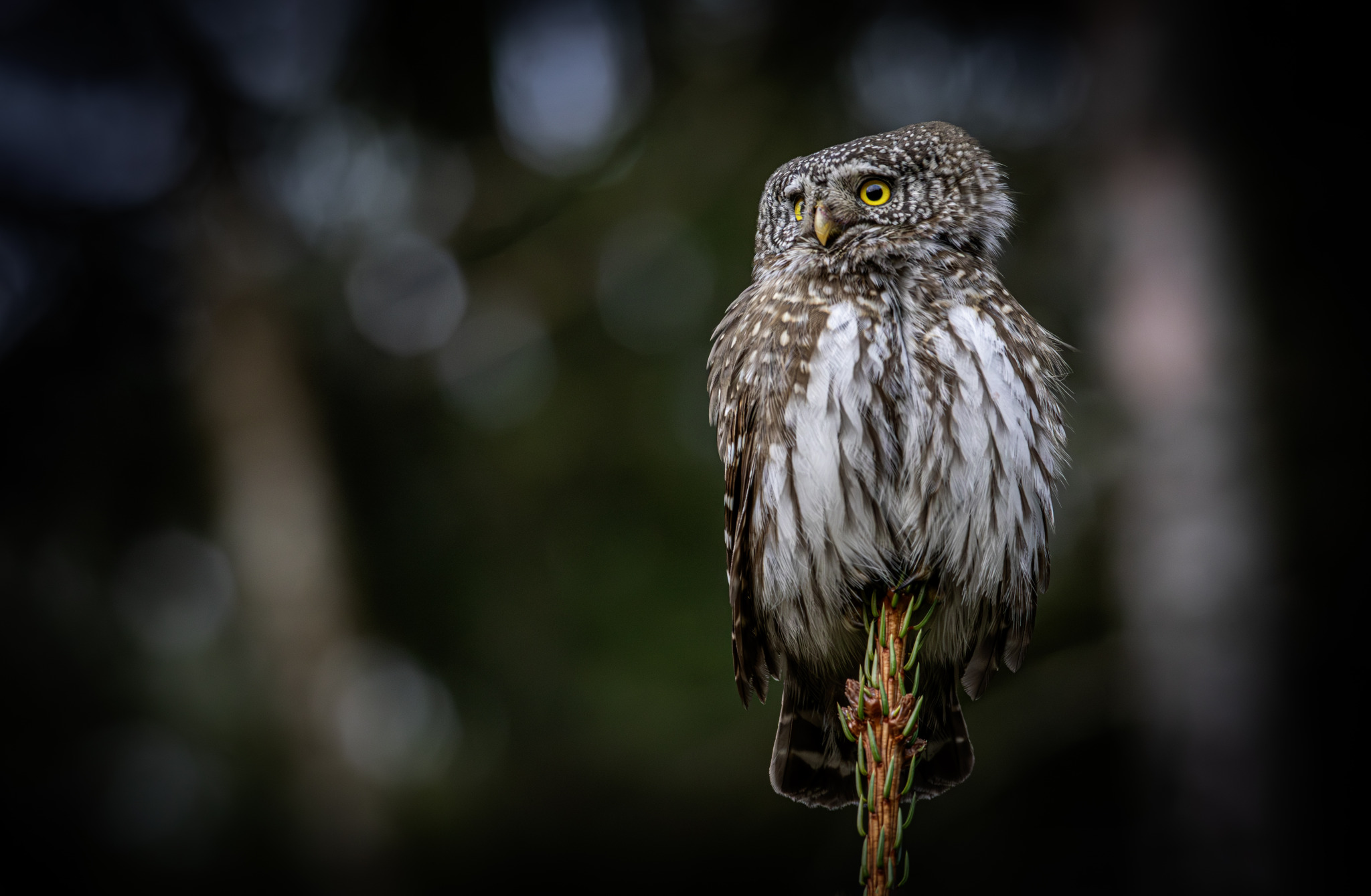 Eurasian pygmy owl (Glaucidium passerinum)