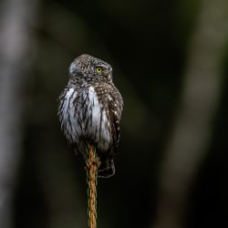 Eurasian pygmy owl (Glaucidium passerinum)