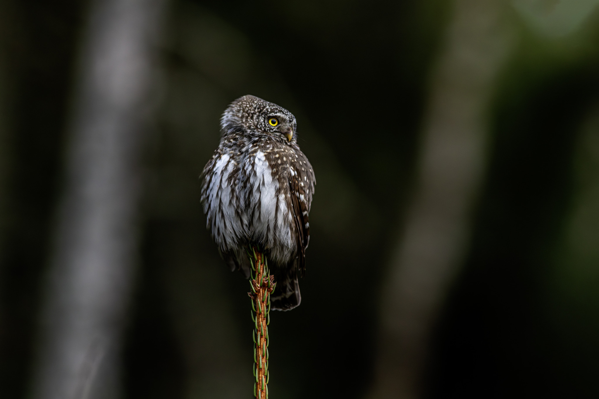 Eurasian pygmy owl (Glaucidium passerinum)