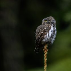 Eurasian pygmy owl (Glaucidium passerinum)