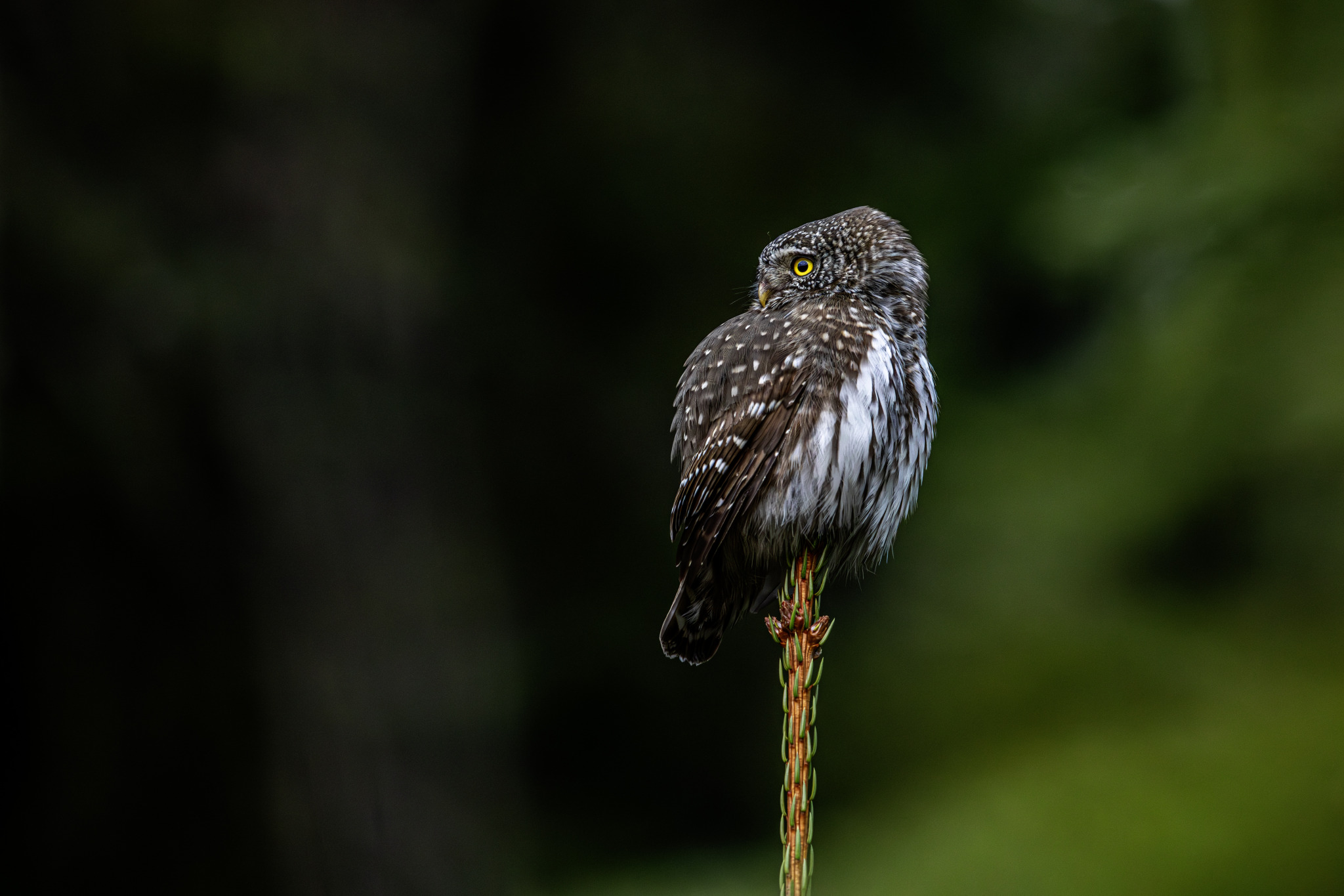 Eurasian pygmy owl (Glaucidium passerinum)