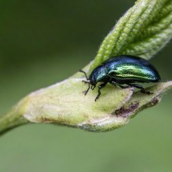 Leaf beetle (Plagiosterna aenea)