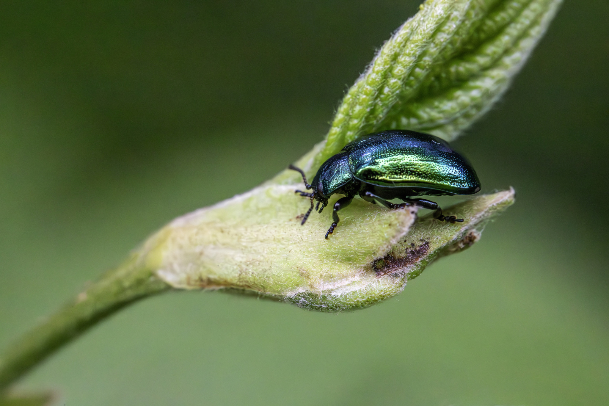 Leaf beetle (Plagiosterna aenea)