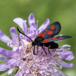 Narrow-bordered five-spot burnet (Zygaena lonicerae)