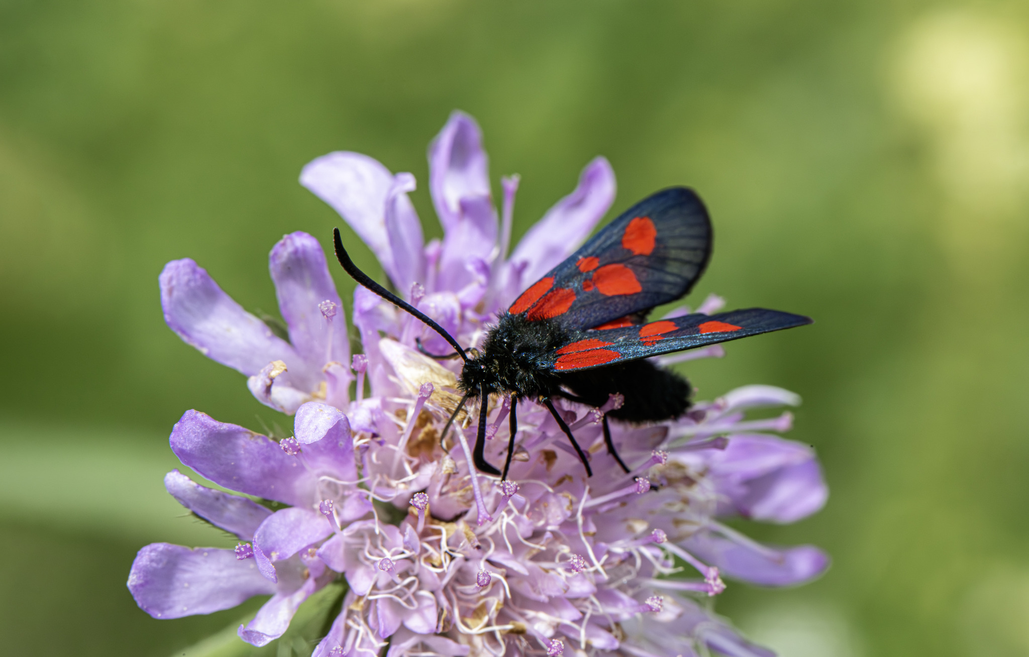 Narrow-bordered five-spot burnet (Zygaena lonicerae)