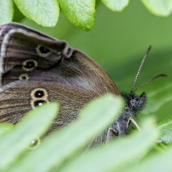 Ringlet (Aphantopus hyperantus)