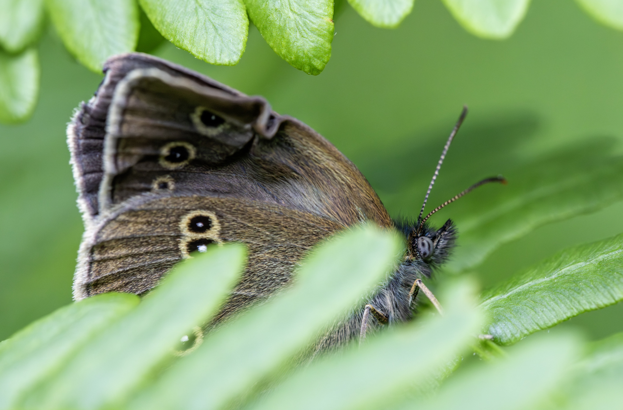 Ringlet (Aphantopus hyperantus)