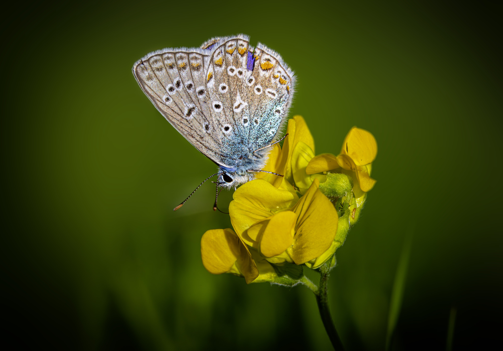 Common blue (Polyommatus icarus)