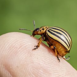 Colorado potato beetle (Leptinotarsa decemlineata)