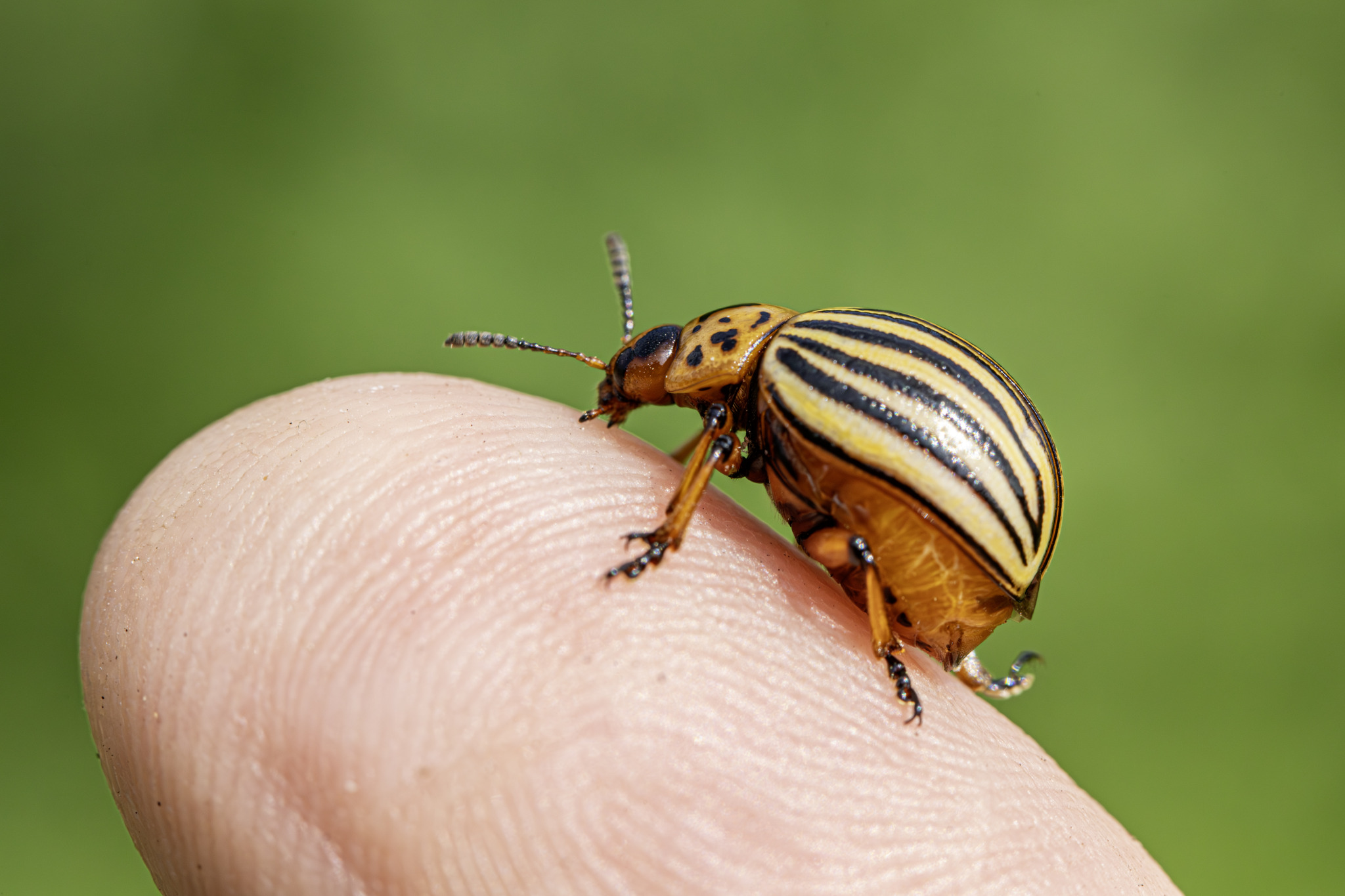 Colorado potato beetle (Leptinotarsa decemlineata)