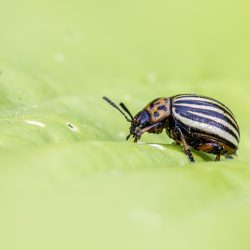 Colorado potato beetle (Leptinotarsa decemlineata)