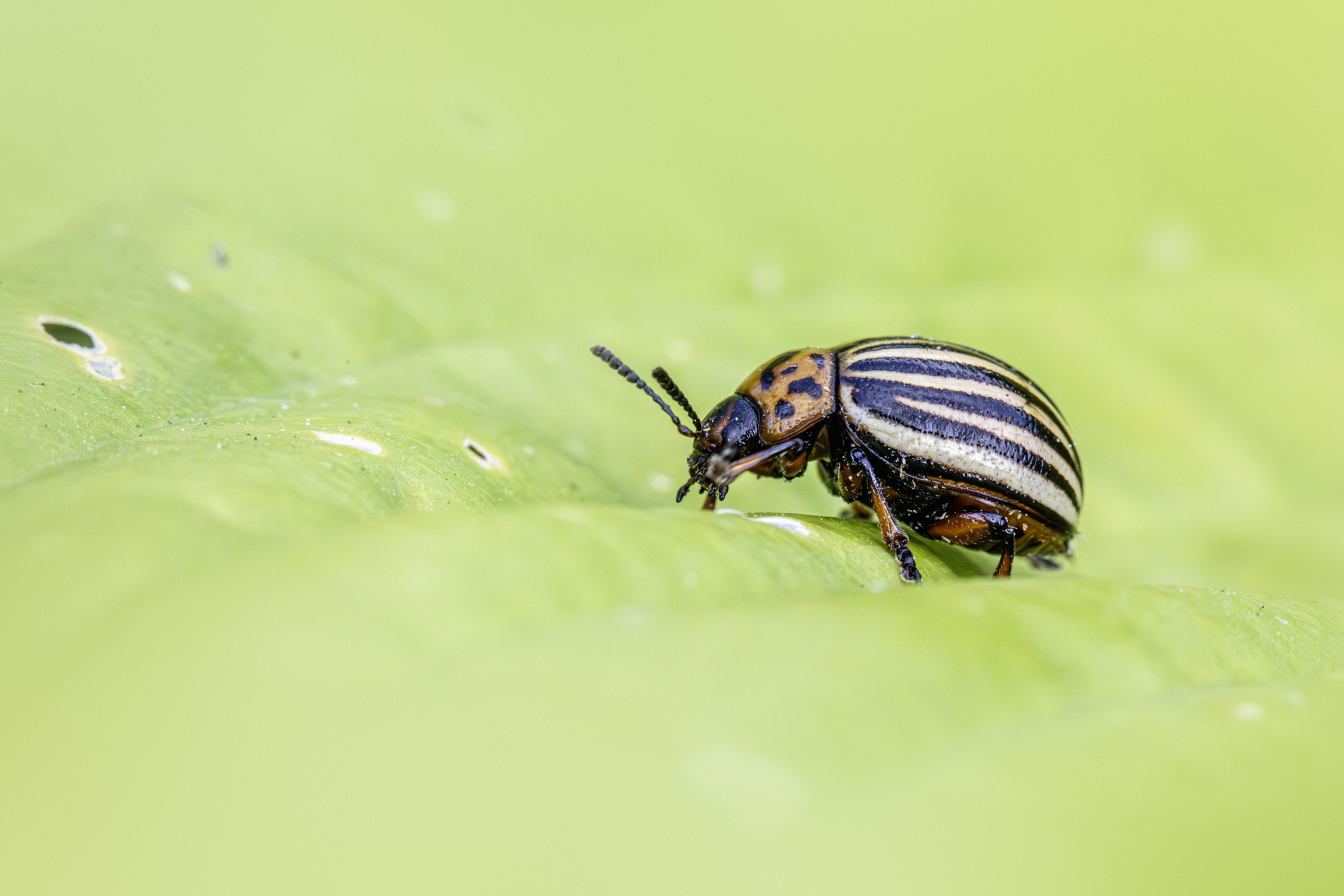 Colorado potato beetle (Leptinotarsa decemlineata)