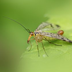 Scorpion Fly (Panorpa communis)
