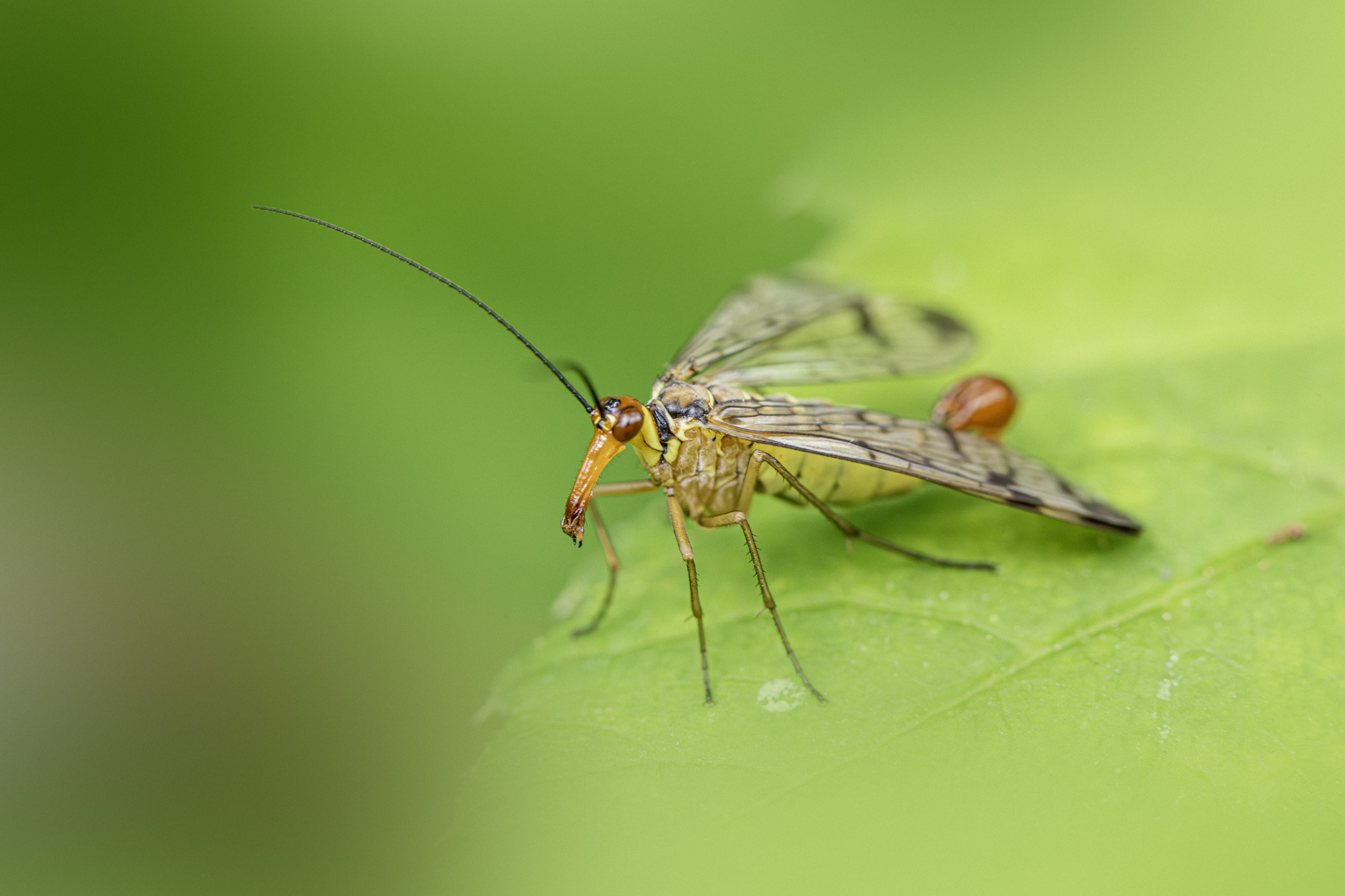 Scorpion Fly (Panorpa communis)