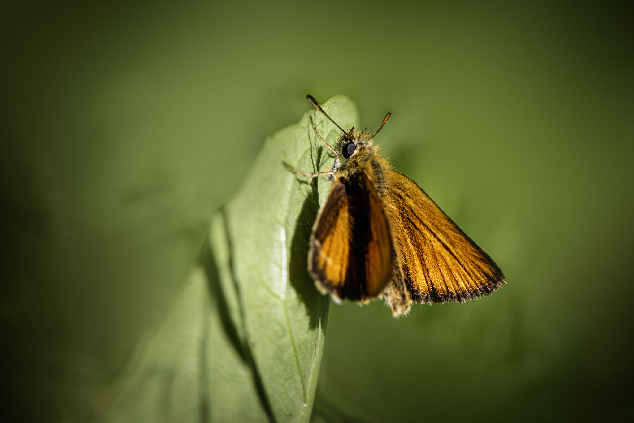 Essex skipper (​Thymelicus lineola)