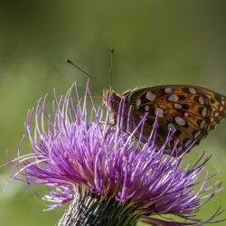 Dark green fritillary (Argynnis aglaja)