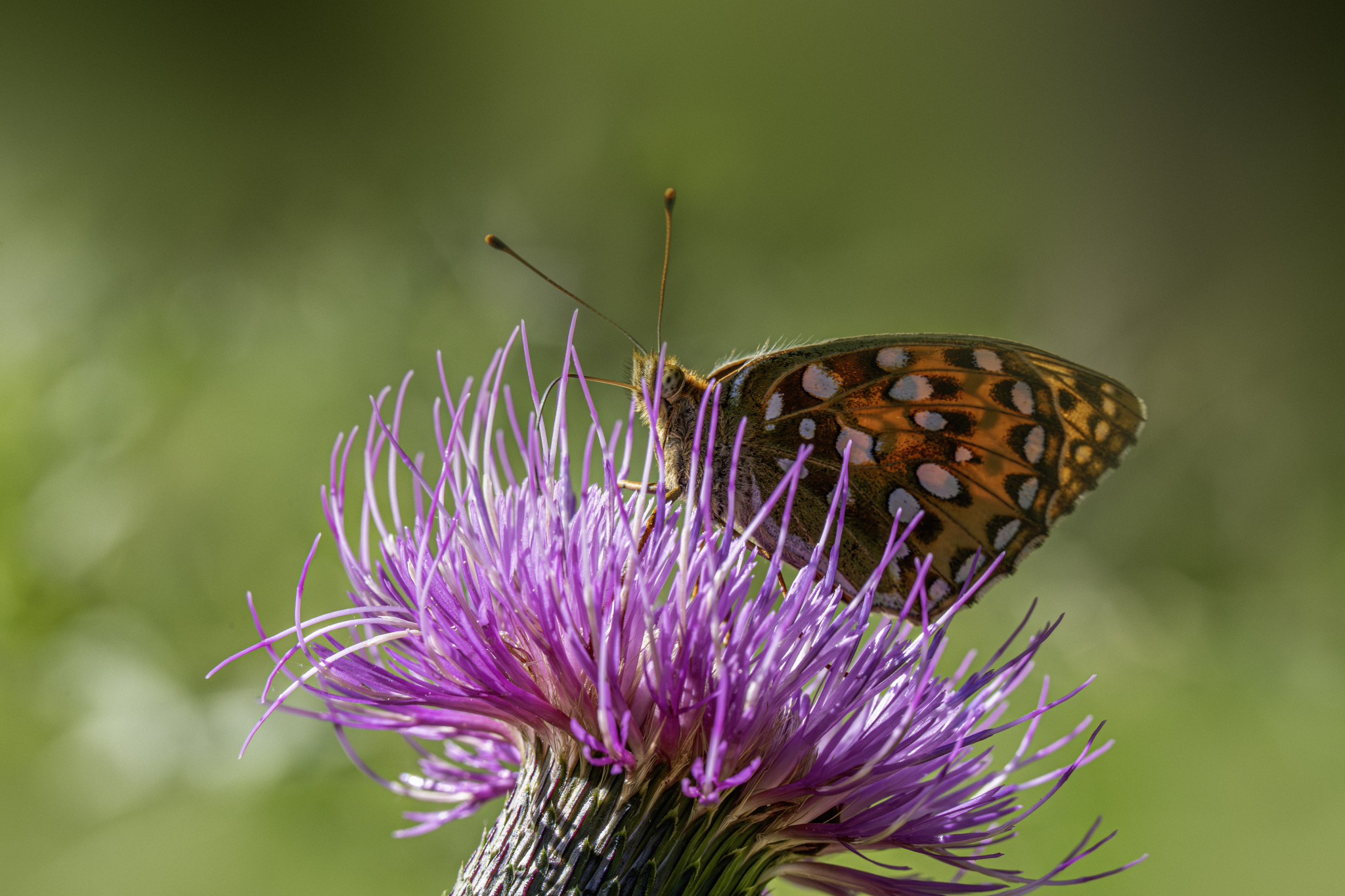 Dark green fritillary (Argynnis aglaja)