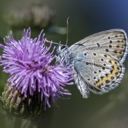 Silver-studded Blue (Plebejus argus)
