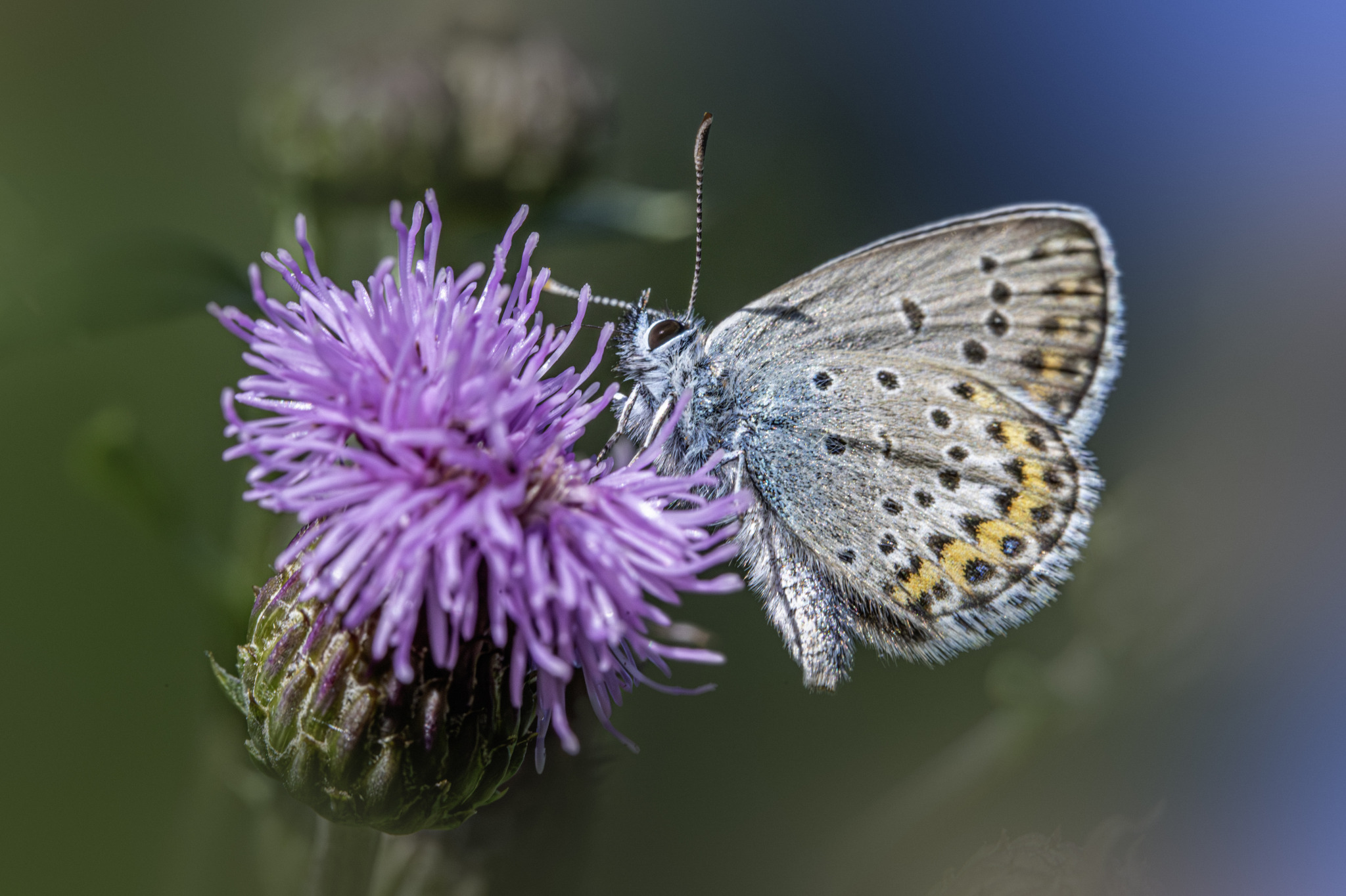 Silver-studded Blue (Plebejus argus)