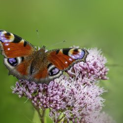 European Peacock (Aglais io)