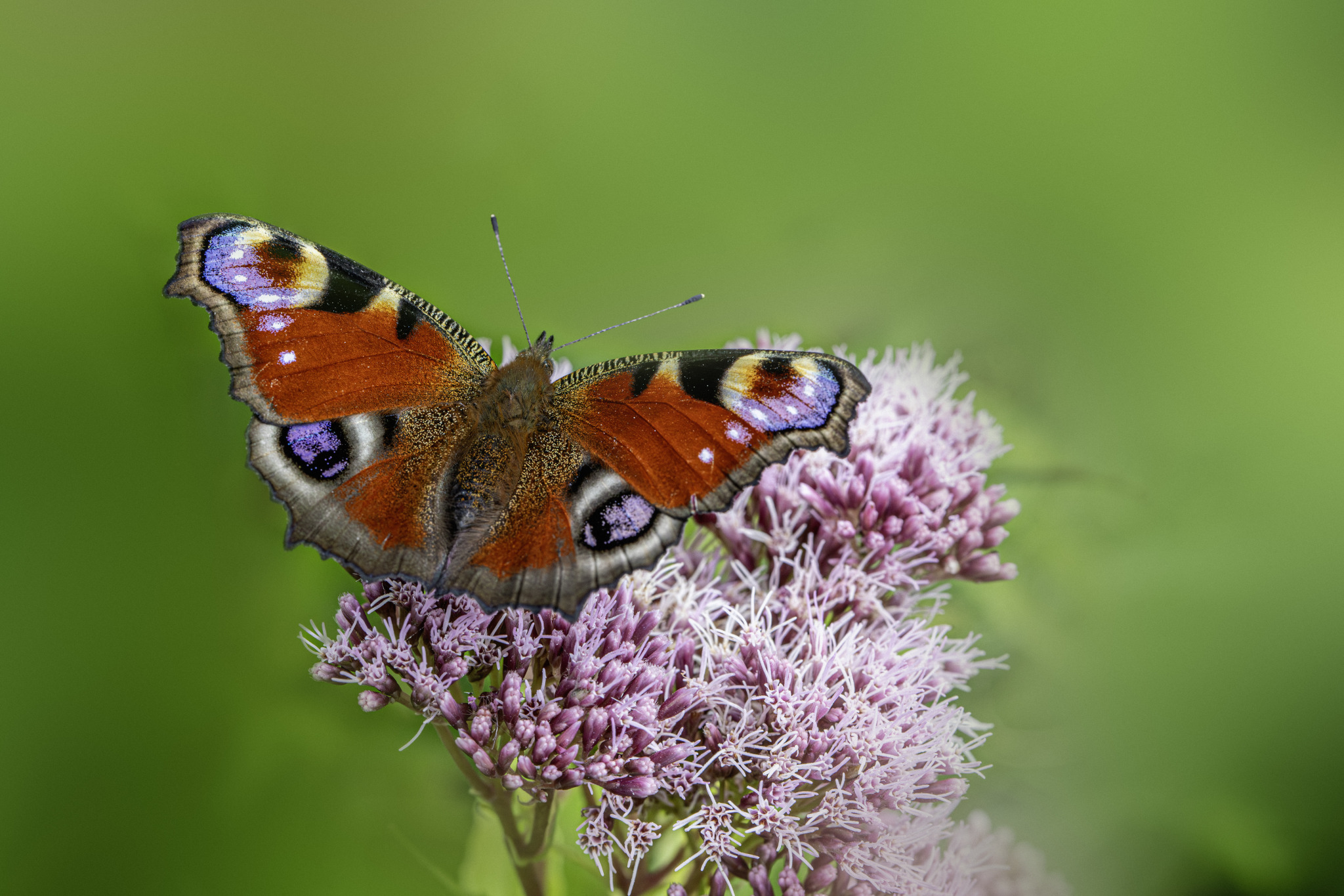 European Peacock (Aglais io)