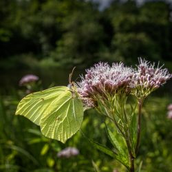 Common Brimstone (Gonepteryx rhamni)