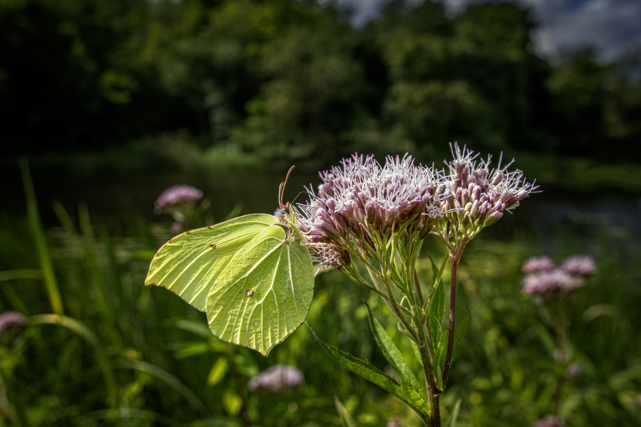 Common Brimstone (Gonepteryx rhamni)