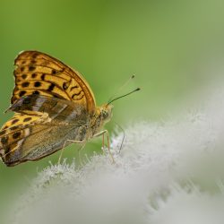 Silver-washed Fritillary (Argynnis paphia)