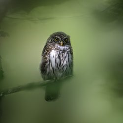 Eurasian pygmy owl (Glaucidium passerinum)