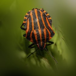 Italian striped-bug(Graphosoma lineatum)