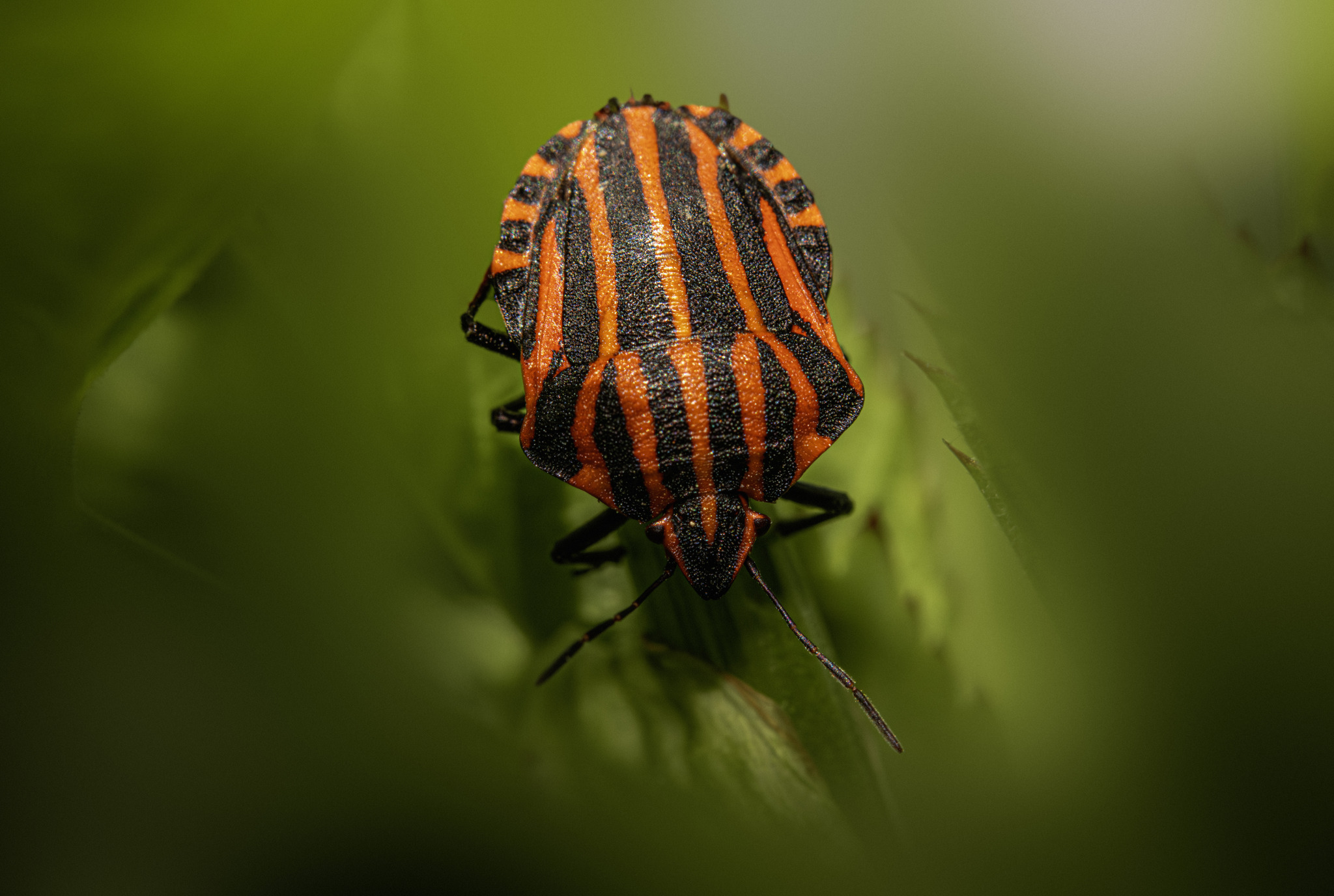 Italian striped-bug(Graphosoma lineatum)