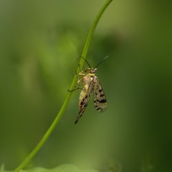 Scorpion Fly (Panorpa communis)